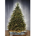 The World's Best Dual Lit Concolor Fir - Full - 4.5'